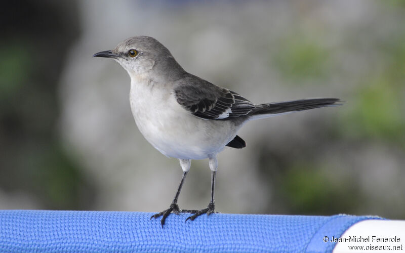 Northern Mockingbird