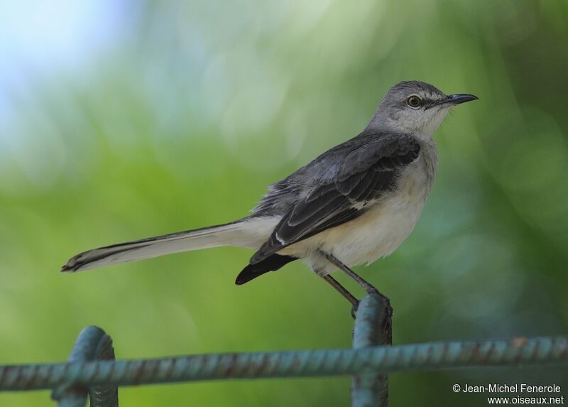 Northern Mockingbird