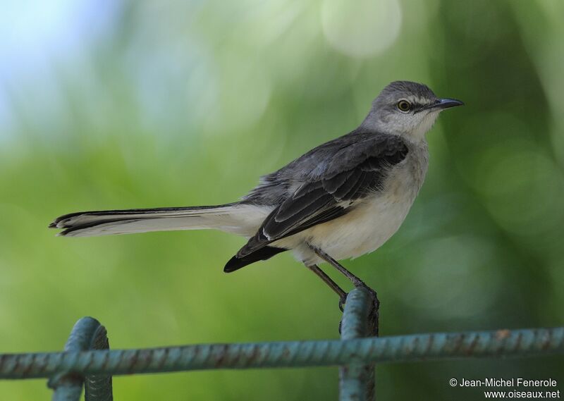 Northern Mockingbird