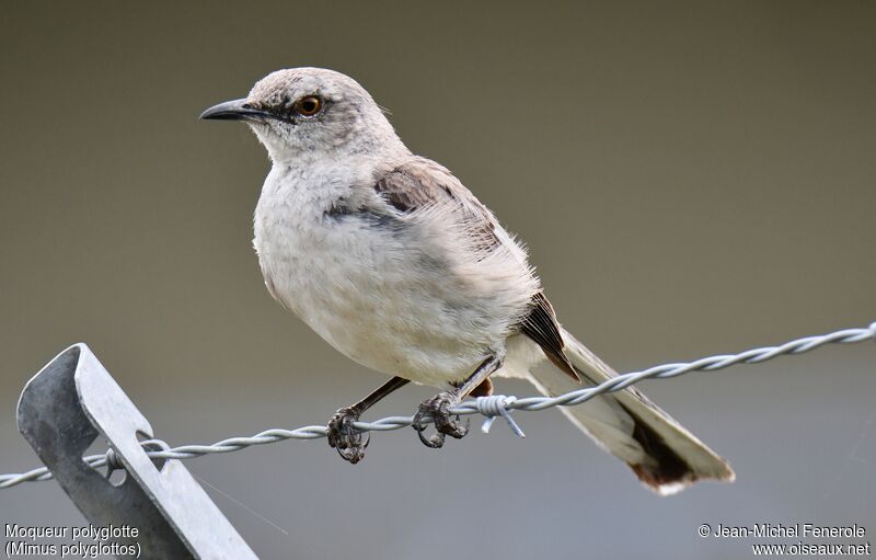 Northern Mockingbird