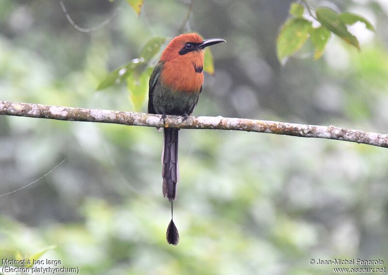 Broad-billed Motmot