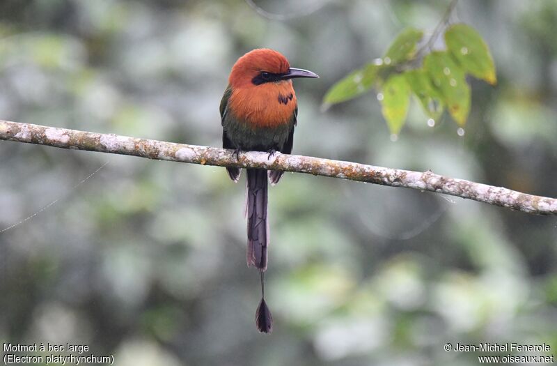 Broad-billed Motmot