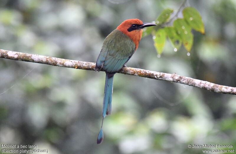 Broad-billed Motmot