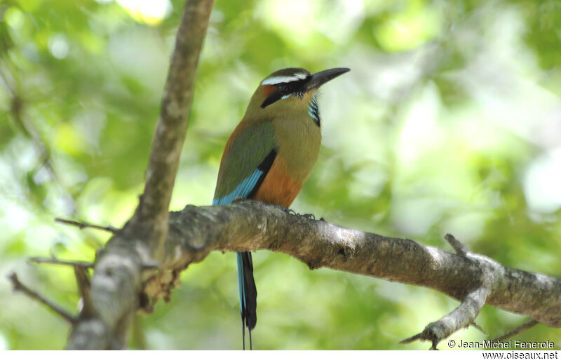 Turquoise-browed Motmot