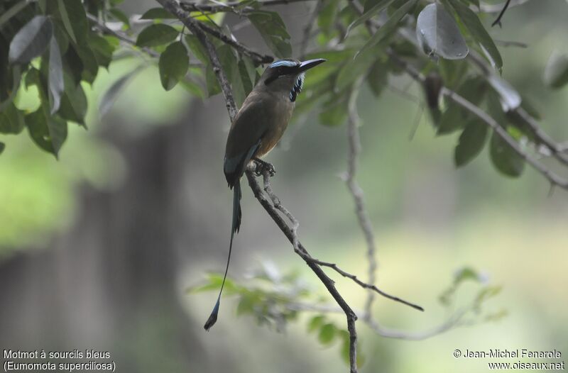 Motmot à sourcils bleus