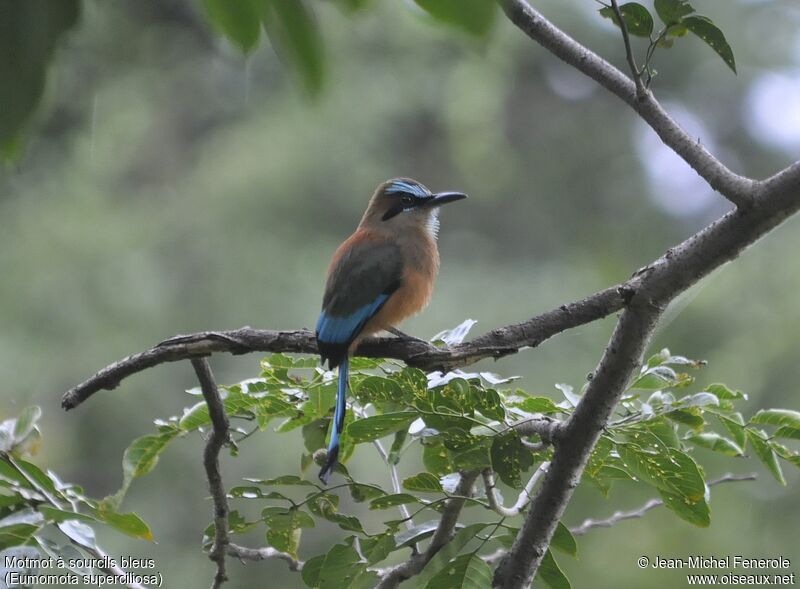 Motmot à sourcils bleus