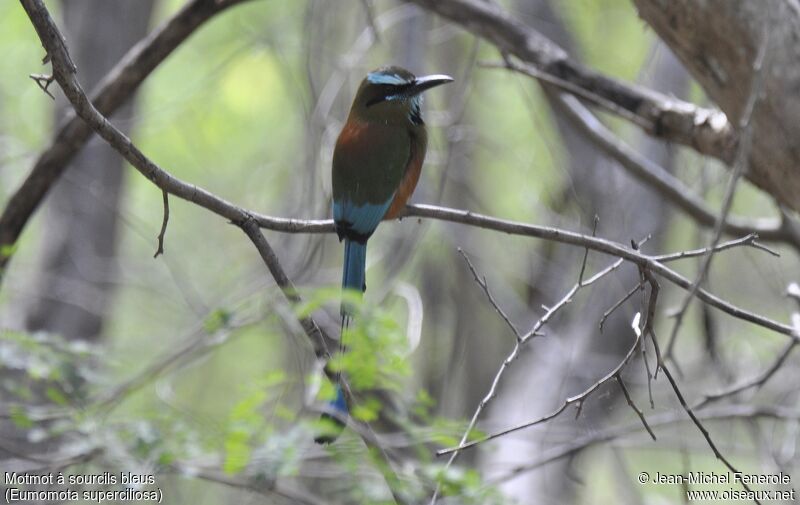 Turquoise-browed Motmot