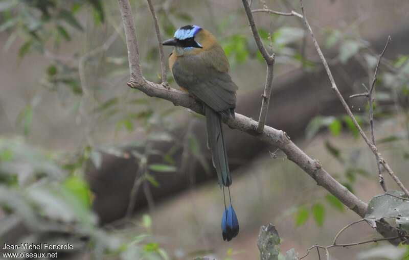 Motmot caraïbeadulte, identification