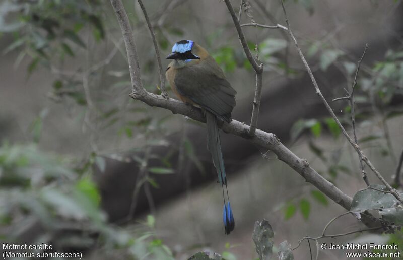 Motmot caraïbe