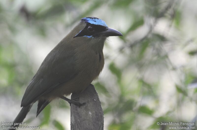 Motmot caraïbe