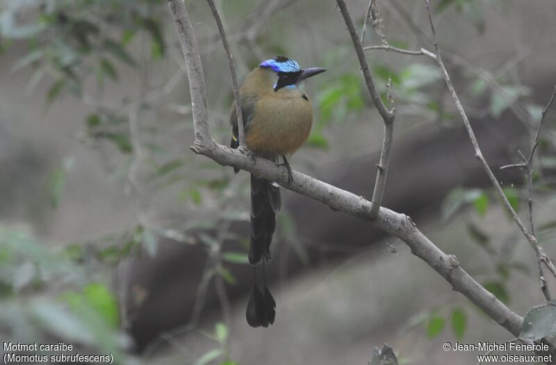 Whooping Motmot