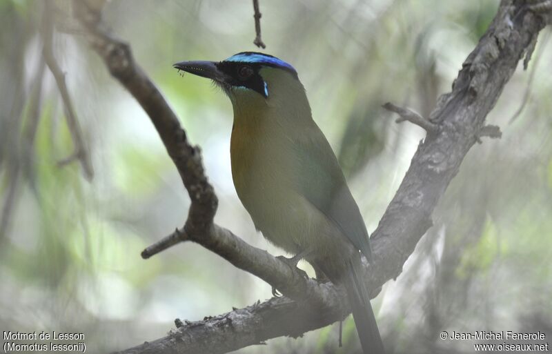 Motmot de Lesson