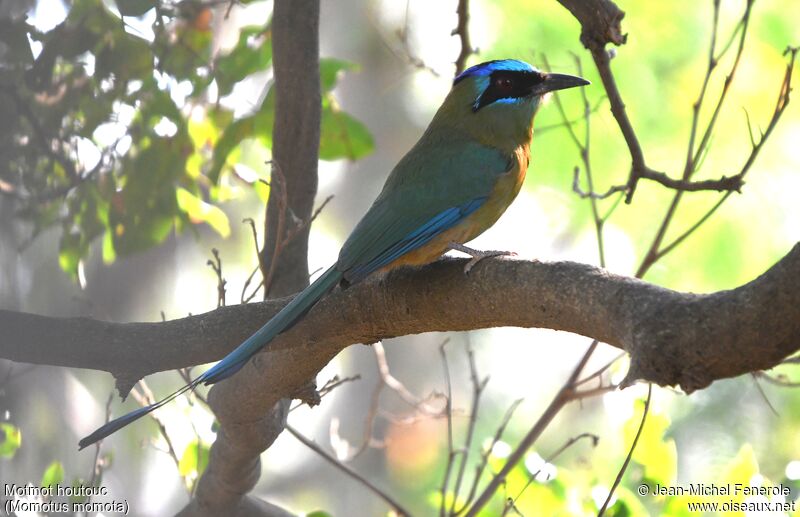 Amazonian Motmot