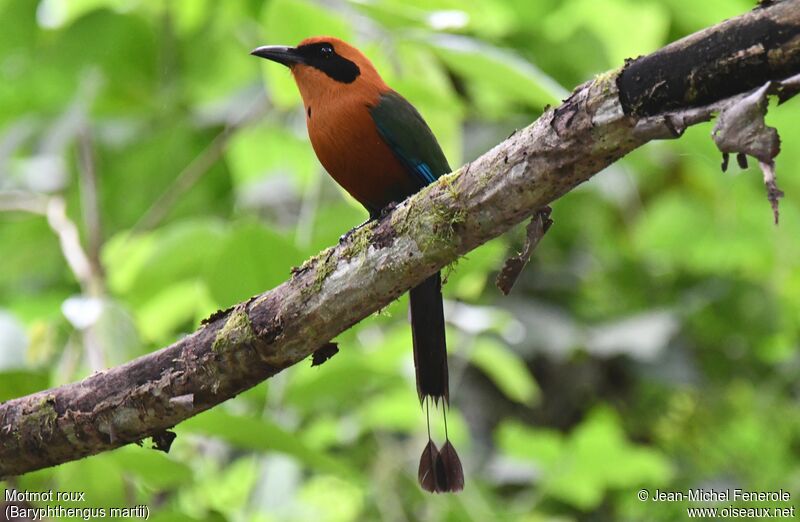 Rufous Motmot