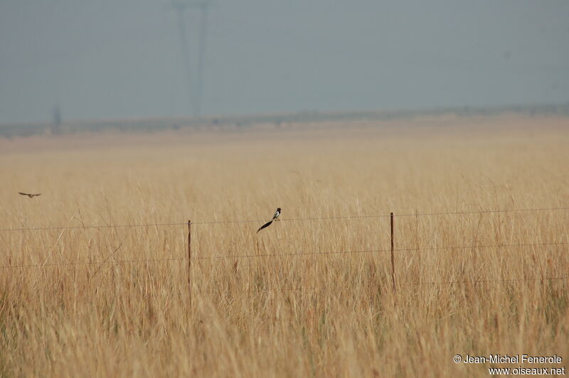 Strange-tailed Tyrant male adult breeding