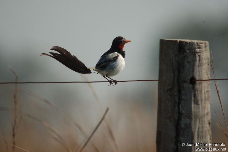 Strange-tailed Tyrant male adult breeding