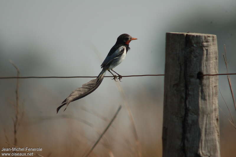 Strange-tailed Tyrant male adult breeding, identification