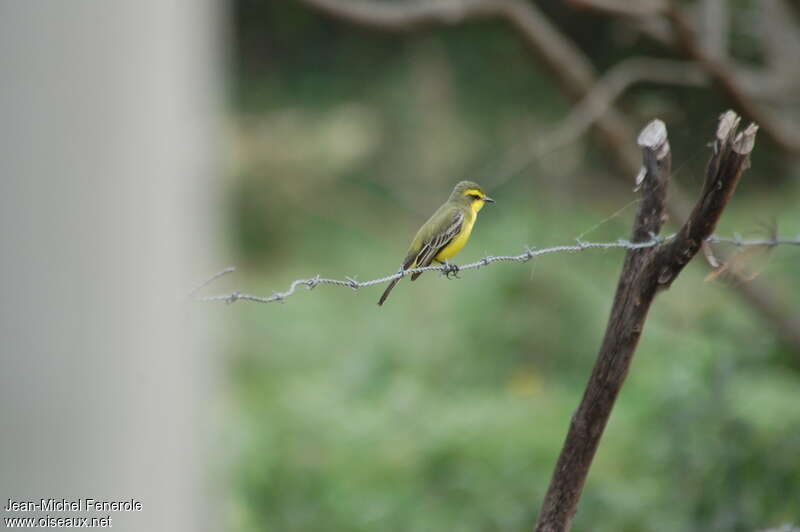 Yellow-browed Tyrantadult