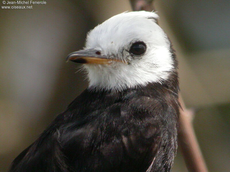 White-headed Marsh Tyrant