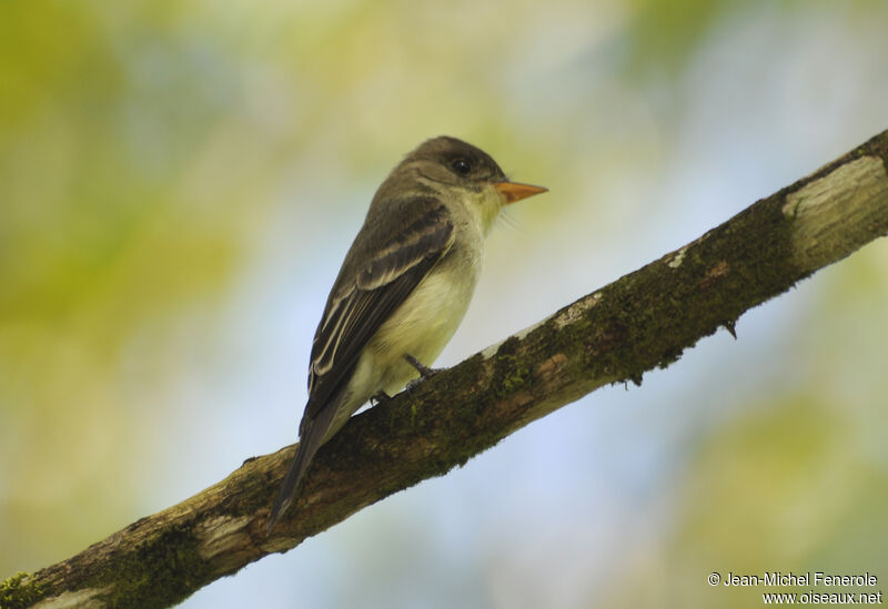 Northern Tropical Pewee