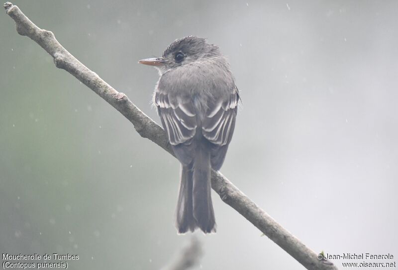 Tumbes Pewee