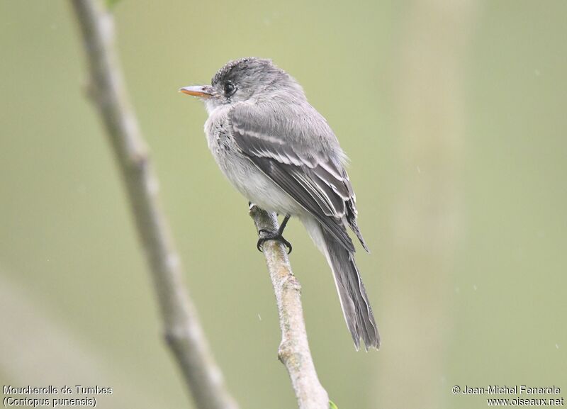 Tumbes Pewee