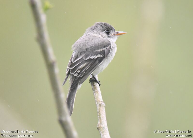 Tumbes Pewee