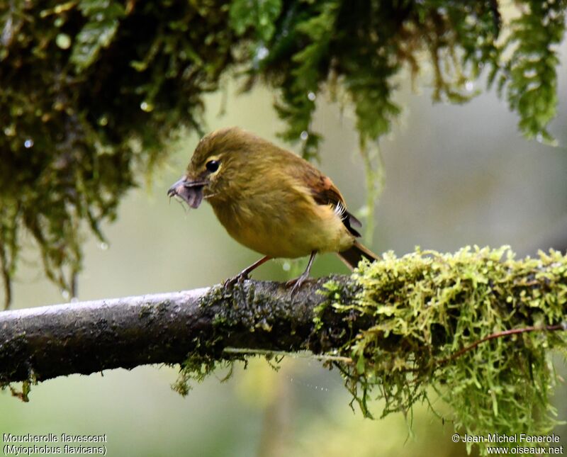 Flavescent Flycatcher