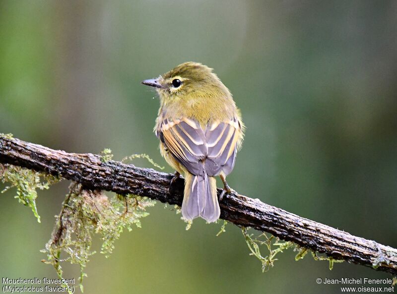 Flavescent Flycatcher