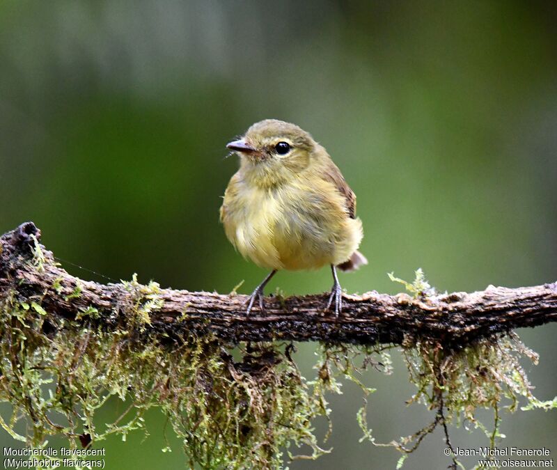 Flavescent Flycatcher