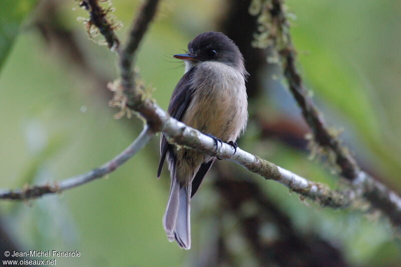 Lesser Antillean Peweeadult breeding