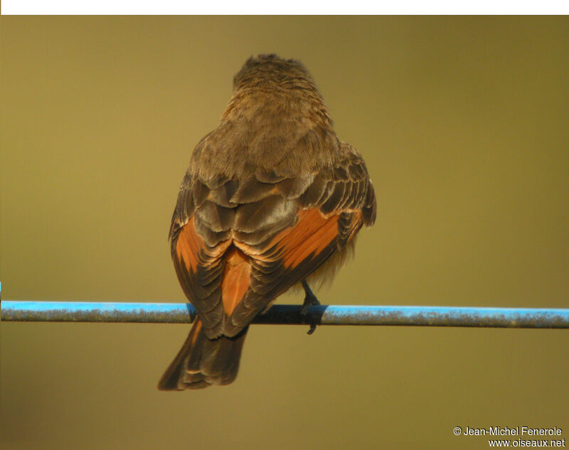 Cliff Flycatcher