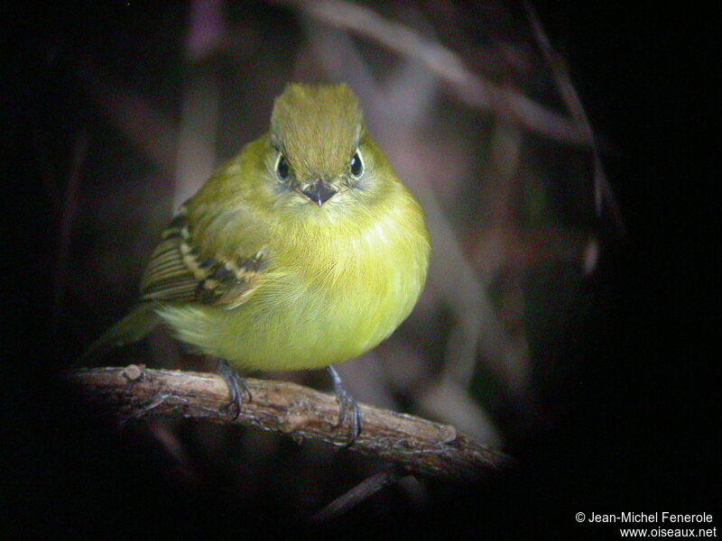 Yellowish Flycatcher