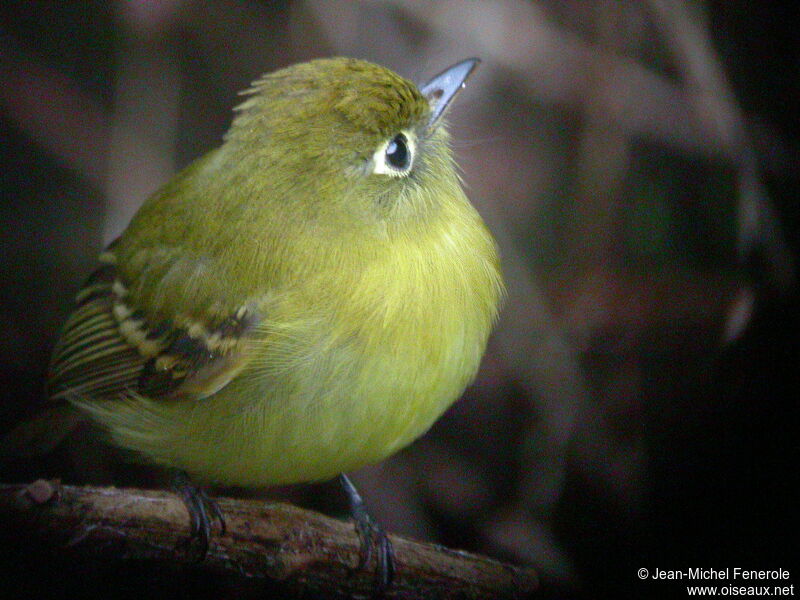 Yellowish Flycatcher