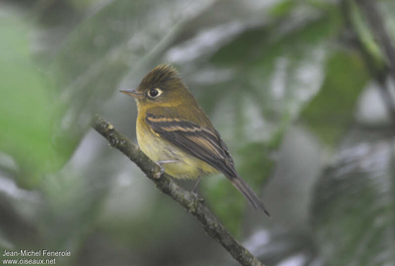 Moucherolle jaunâtrejuvénile, identification