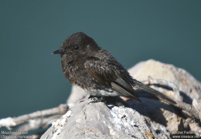 Black Phoebe