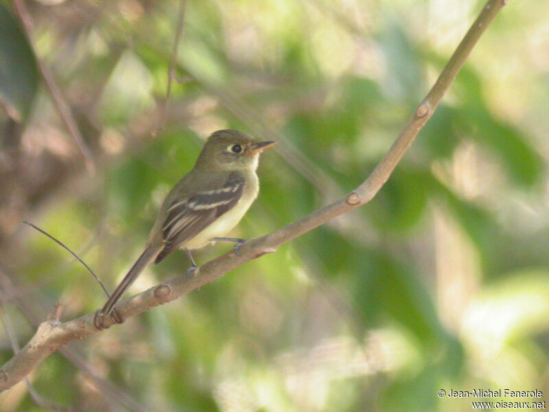 Western Flycatcher