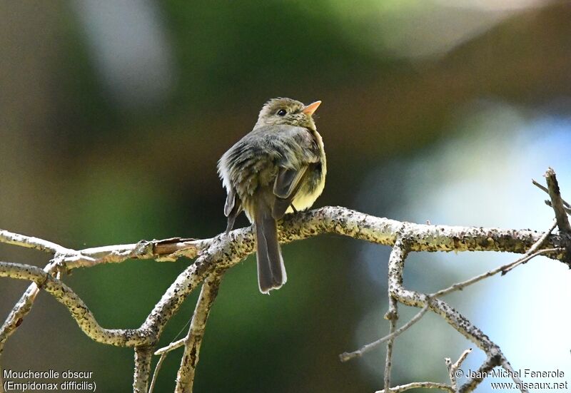 Western Flycatcher