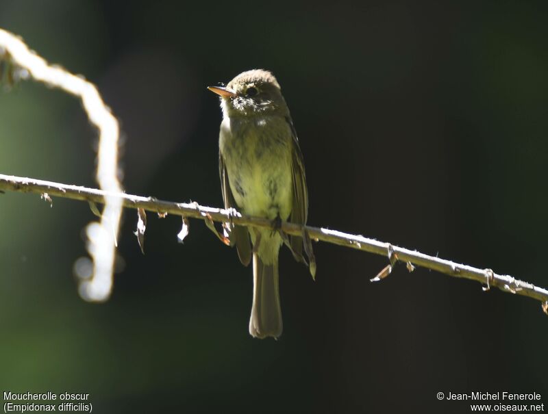 Western Flycatcher