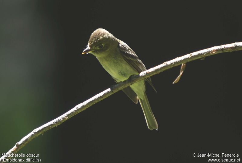 Western Flycatcher