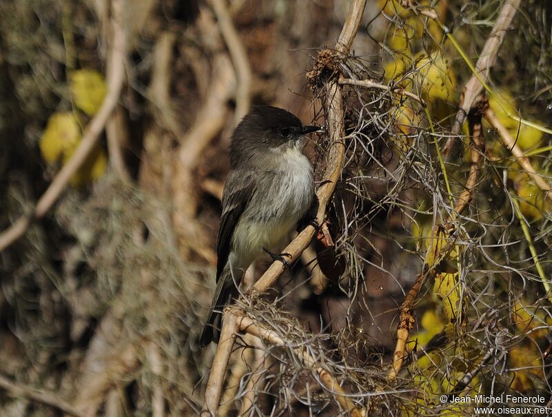 Eastern Phoebe