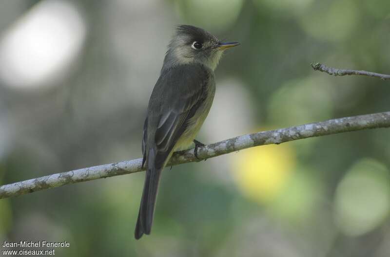 Cuban Pewee