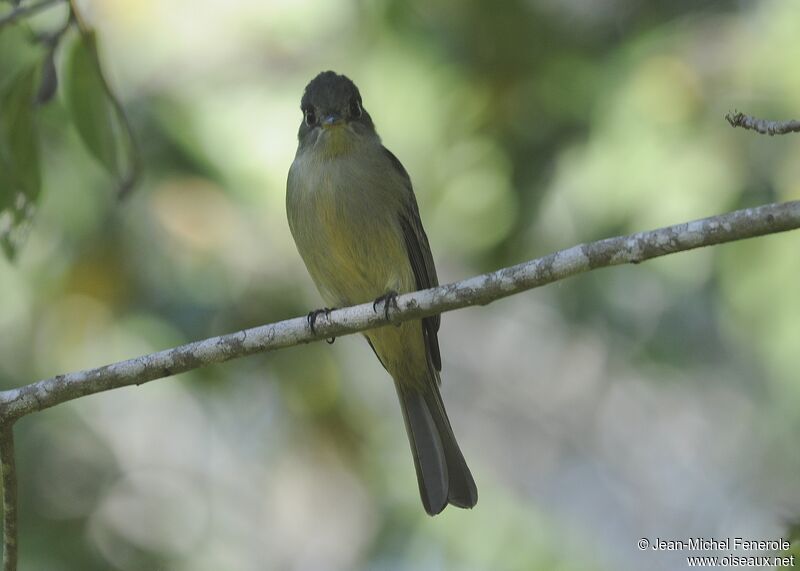 Cuban Pewee