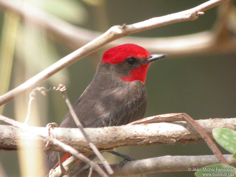 Vermilion Flycatcher