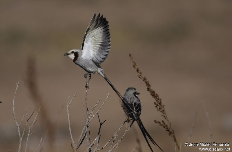 Streamer-tailed Tyrant adult