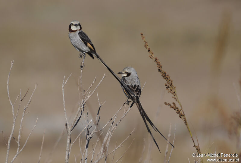 Streamer-tailed Tyrant adult