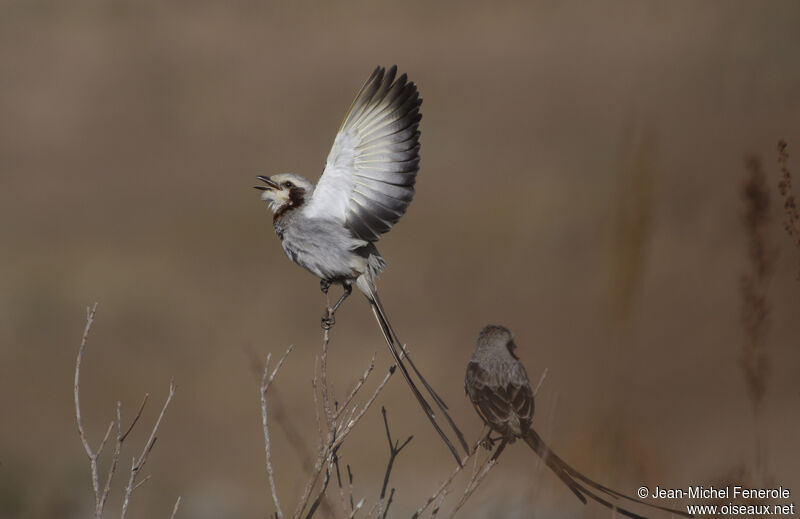 Streamer-tailed Tyrant