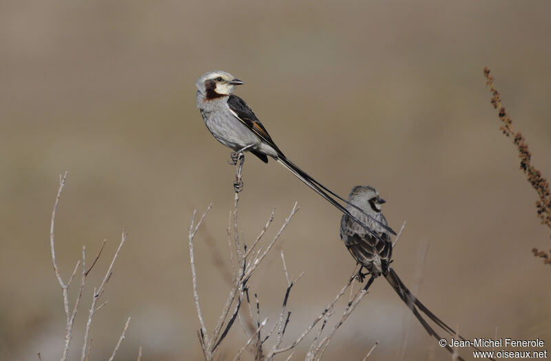 Streamer-tailed Tyrant adult