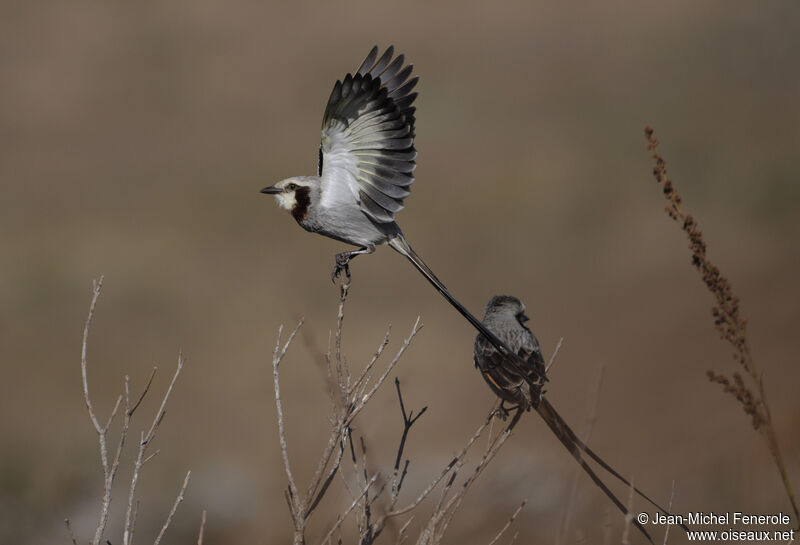 Streamer-tailed Tyrant adult