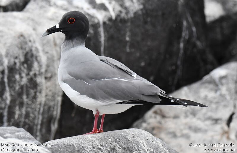 Swallow-tailed Gull